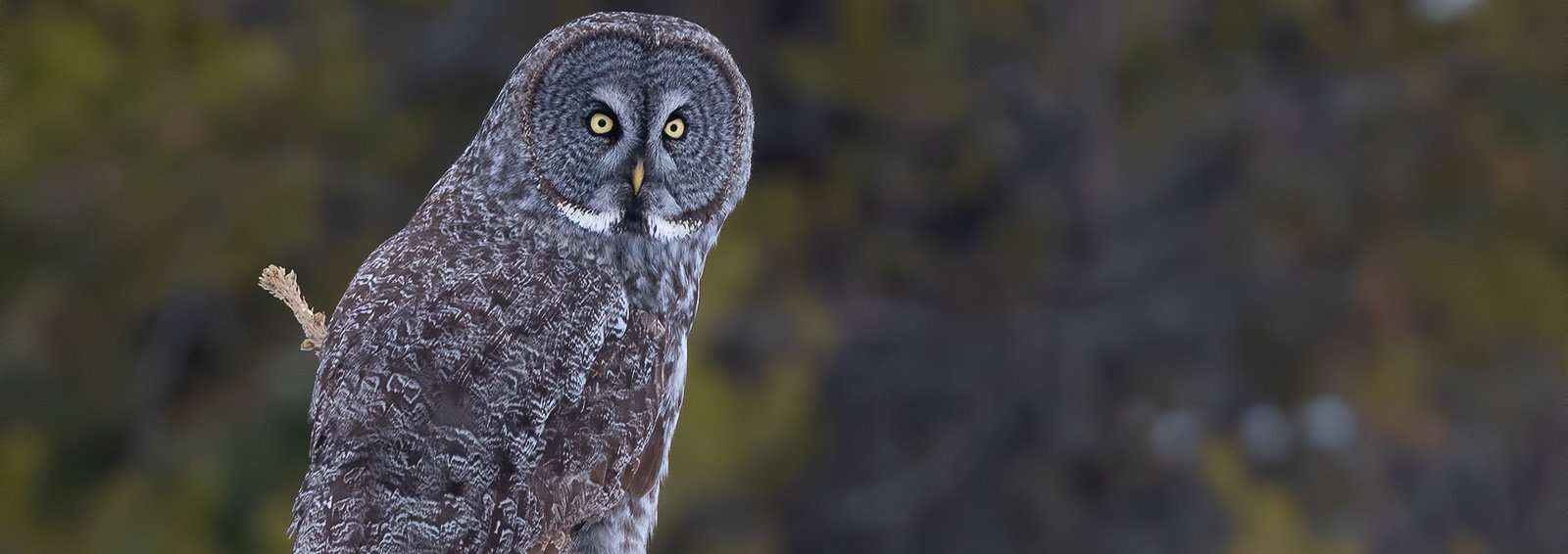 Grey-Grey-Owl-on-the-Hunt-Mike-Lawrence