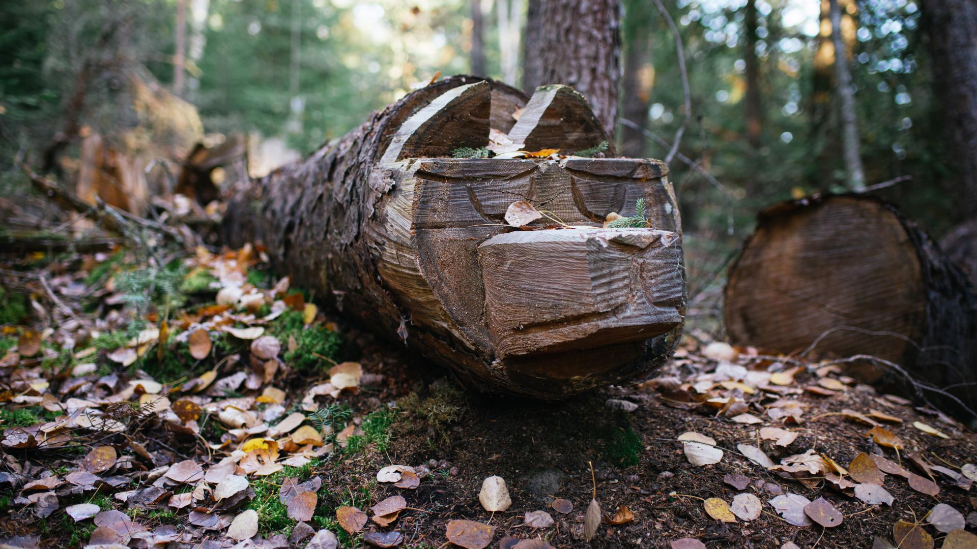 a log in the shape of a bear on a trail