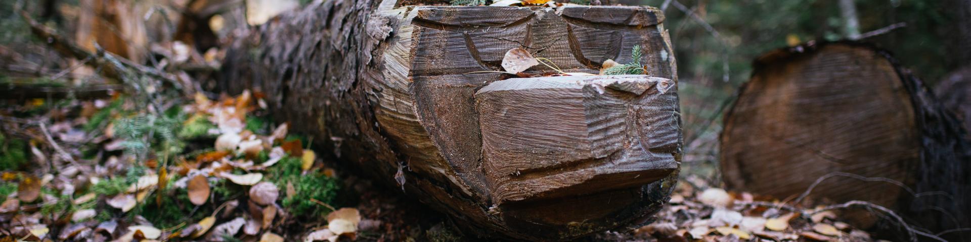 Bear log carving on hiking trail